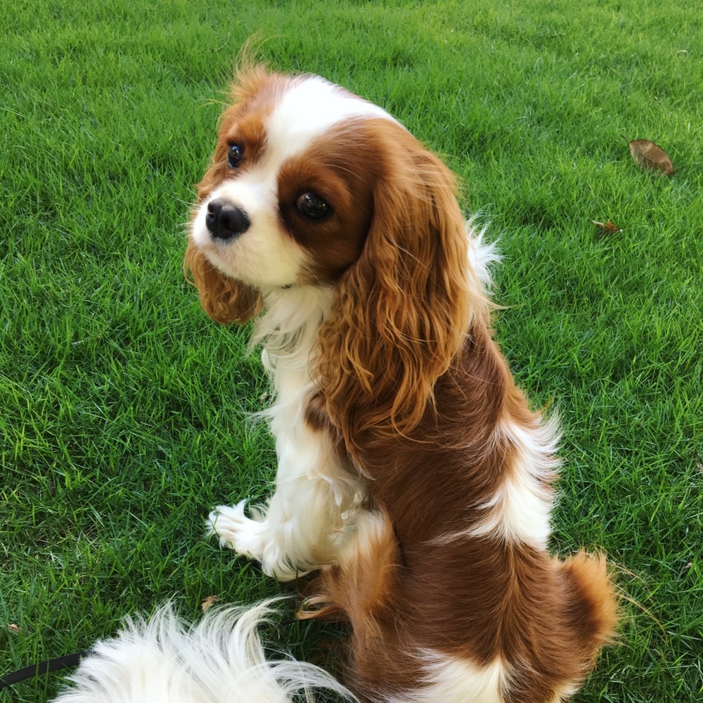 Meet your Posher, Amie